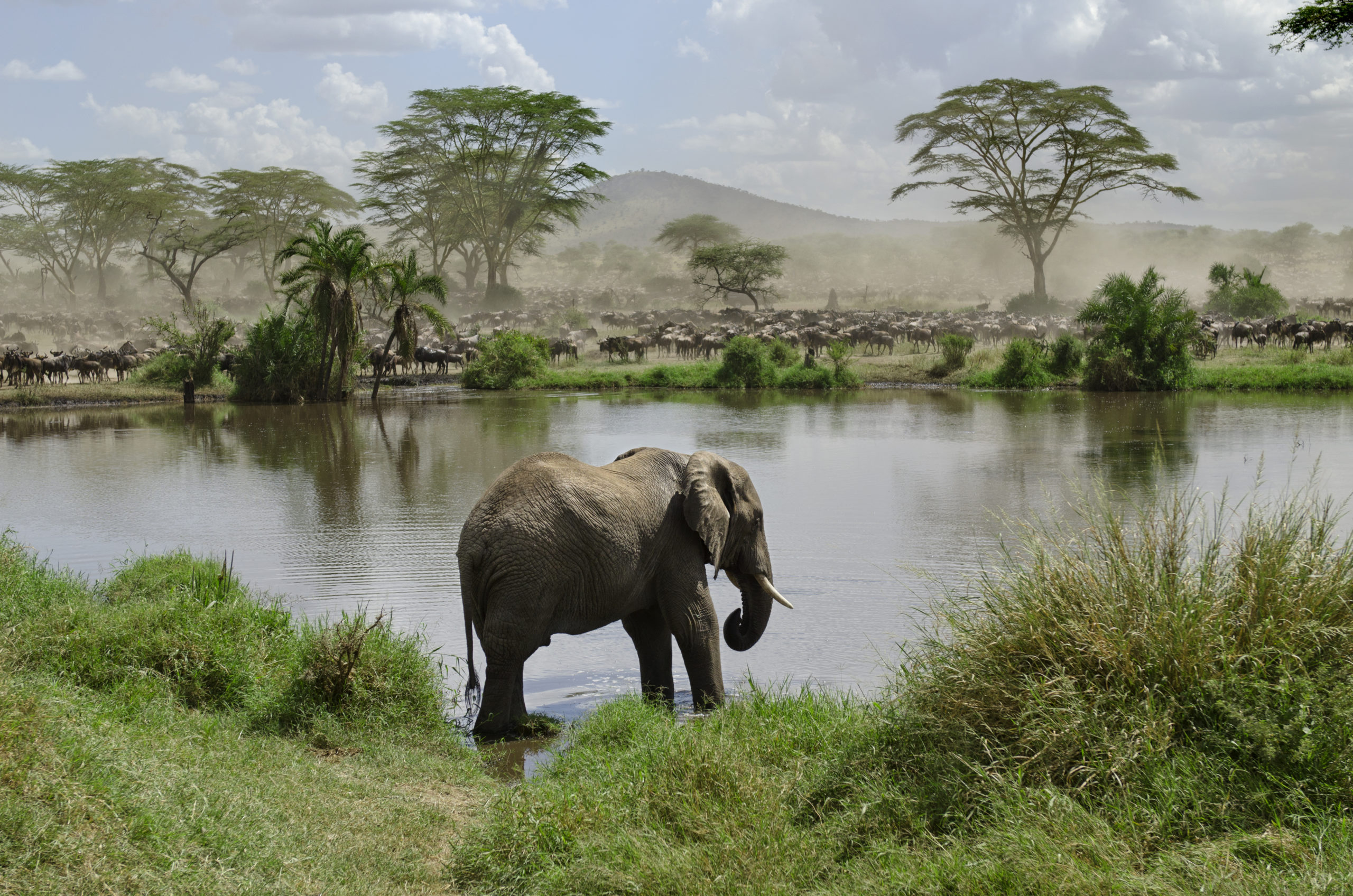 Elephants en Tanzanie