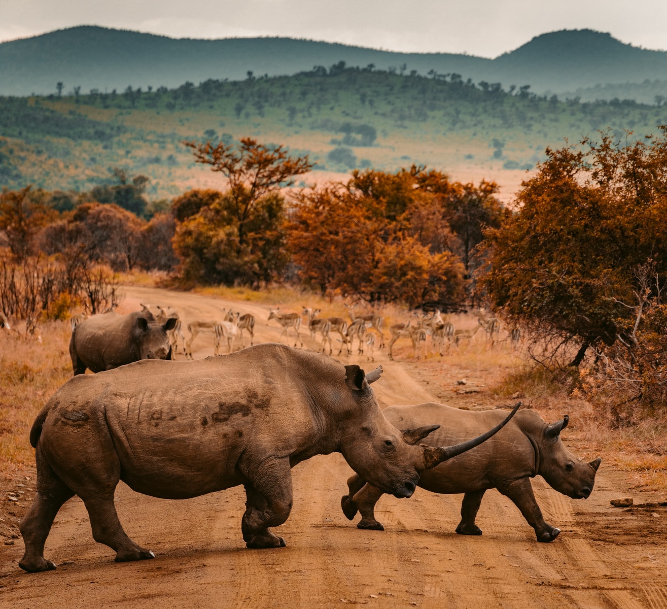 Paysage d'Afrique du Sud